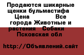 Продаются шикарные щенки бульмастифа › Цена ­ 45 000 - Все города Животные и растения » Собаки   . Псковская обл.